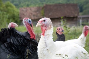 Ptičja gripa potvrđena u Hrvatskoj, pod nadzor stavljena farma purana