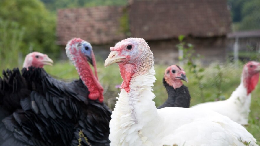 Ptičja gripa potvrđena u Hrvatskoj, pod nadzor stavljena farma purana
