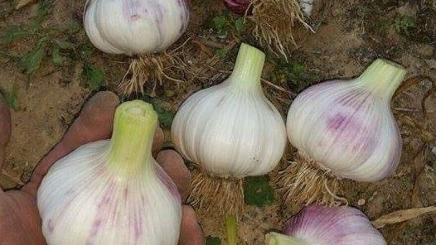 Šansu vide u češnjaku, tko se želi baviti poljoprivredom mora biti snalažljiv i uporan