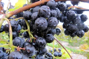 Septembarska kiša zlato je njivama, a otrov vinogradima