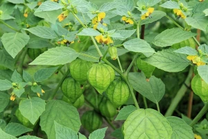 Tomatillo - zanimljivo povrće još uvijek malo poznato kod nas