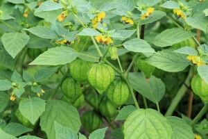 Tomatillo - zanimljivo povrće još uvijek malo poznato kod nas