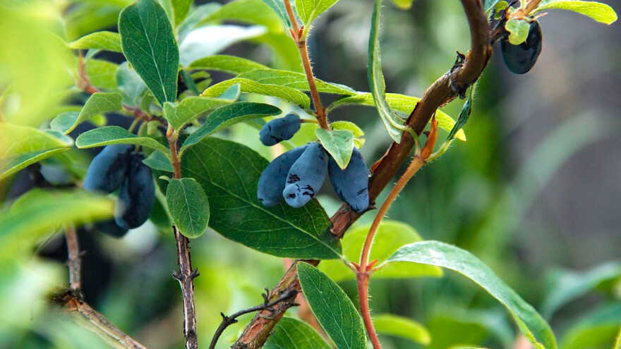 Sibirska borovnica ili haskap isplativija u odnosu na običnu?