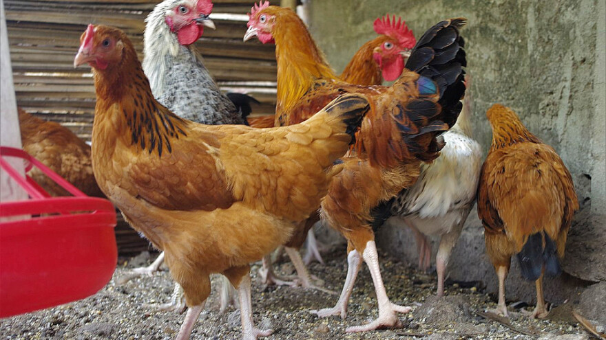 Uzgajate izvorne pasmine peradi? Podnesite zahtjev za potporu