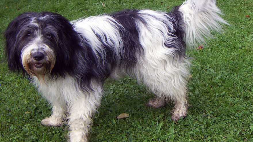 Holandski kovrdžavi ovčar: Odvažan i nježan pas