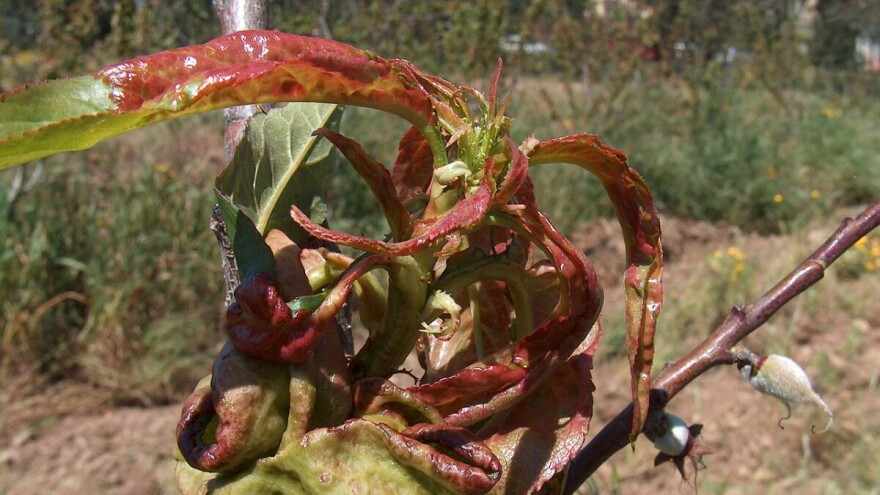 Povoljni uvjeti za kovrčavost lista breskve i nektarine – još stignete sa zaštitom