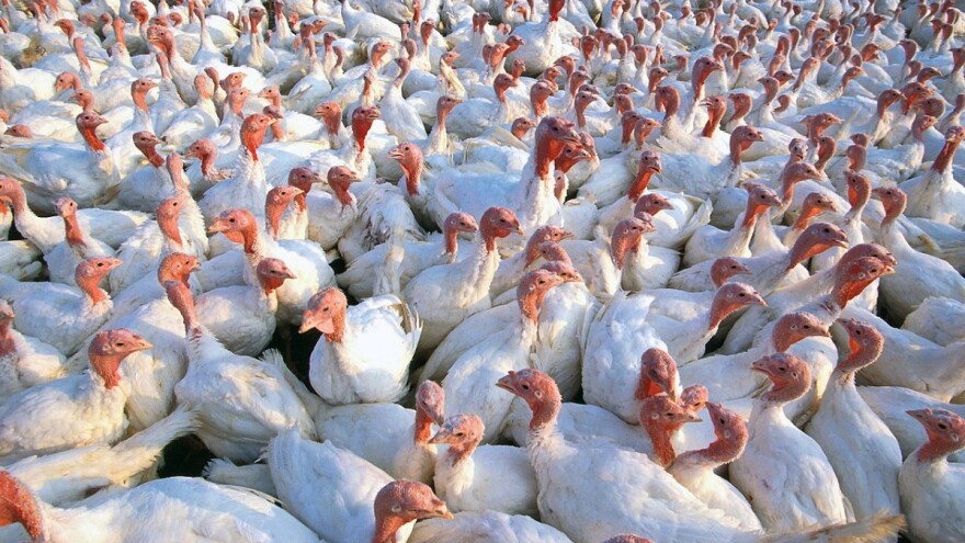 Ministri poljoprivrede EU traže standarde za dobrobit purana