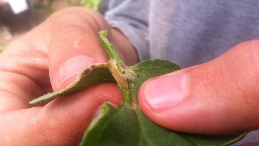 Moljac paradajza: Gusjenice mogu u potpunosti uništiti usjev
