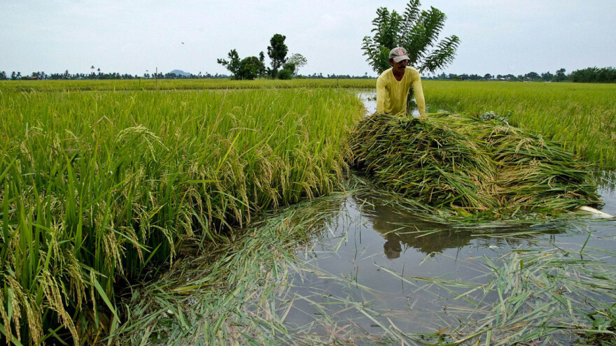 Poplave uništile polja riže u Italiji i azijskim zemljama