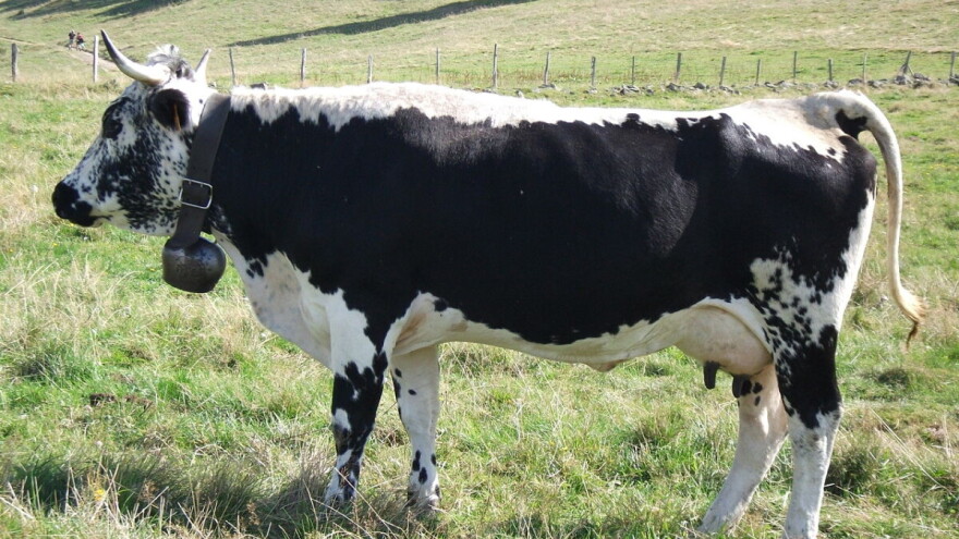 Ekstremne vrućine: Da bi nahranili stoku moraju kositi skijašku stazu