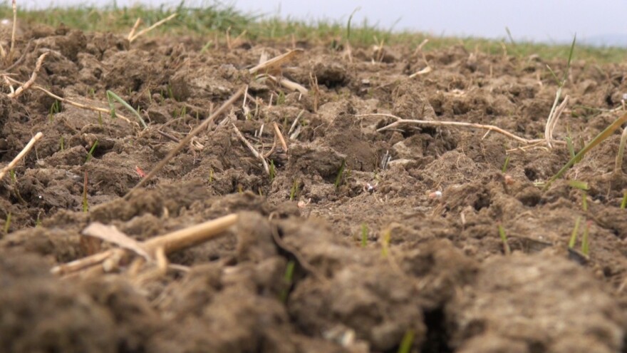 Kako pripremiti tlo za proljetnu sjetvu?
