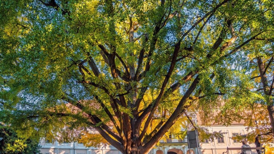 Ginko star 242 godine hrvatski finalist za Europsko stablo godine!