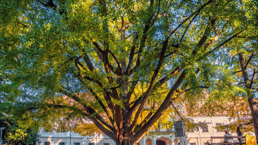 Veličanstveni Ginko osvojio 2. mjesto u natjecanju Europsko stablo godine