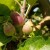 Jabuke ugrožavaju lisne vaši, smotavac i pepelnica -  sada je važno da ih zaštitite