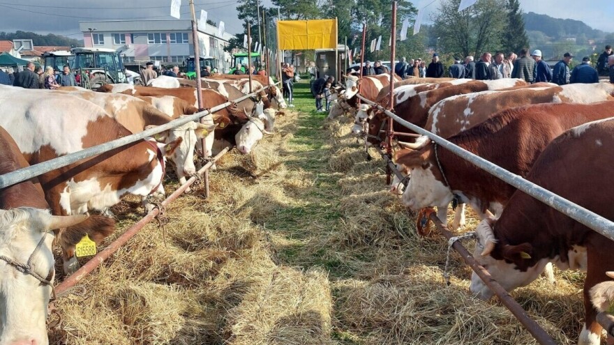 Od junica do suhog sira: Stjepan Polje centar stočarstva ovog oktobra