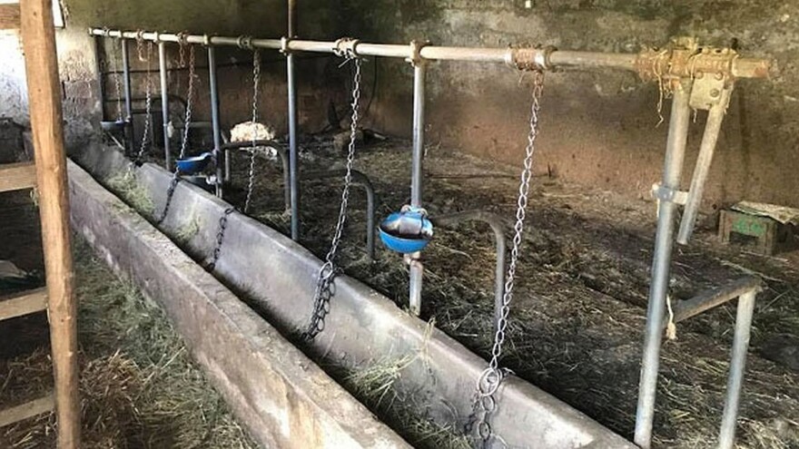 KIM: Lopovi ukrali 6 krava i tele