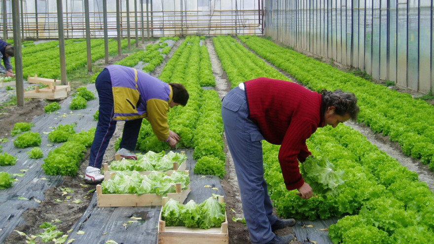 Proizvodnja salate u staklenicima i plastenicima - u tlu i supstratu