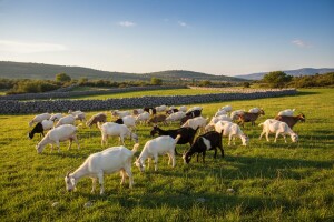 13.000 nepomuzenih koza