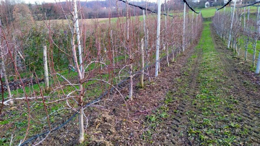 Voćnjak: Vrijeme je za tretman mineralnim uljima i đubrenje, ako do sad niste stigli
