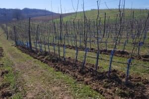 Zaštita voćaka: Ne ostavljati stajnjak uz tek posađena stabla