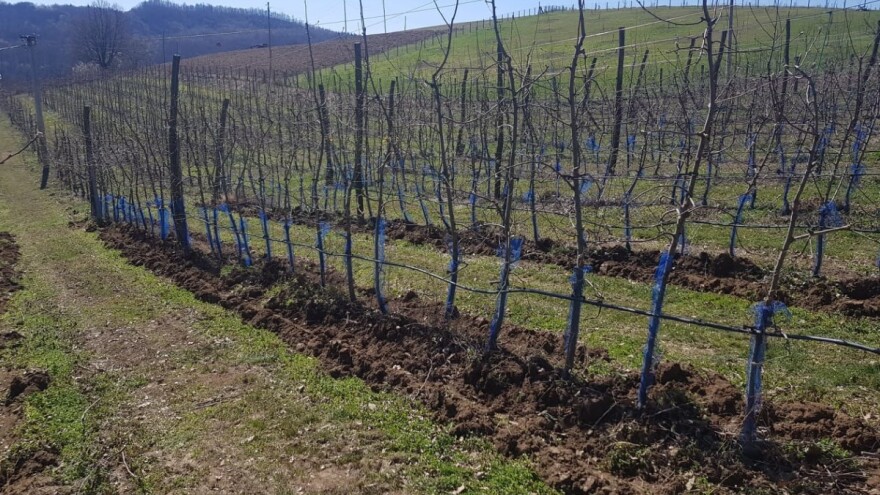 Zaštita voćaka: Ne ostavljati stajnjak uz tek posađena stabla