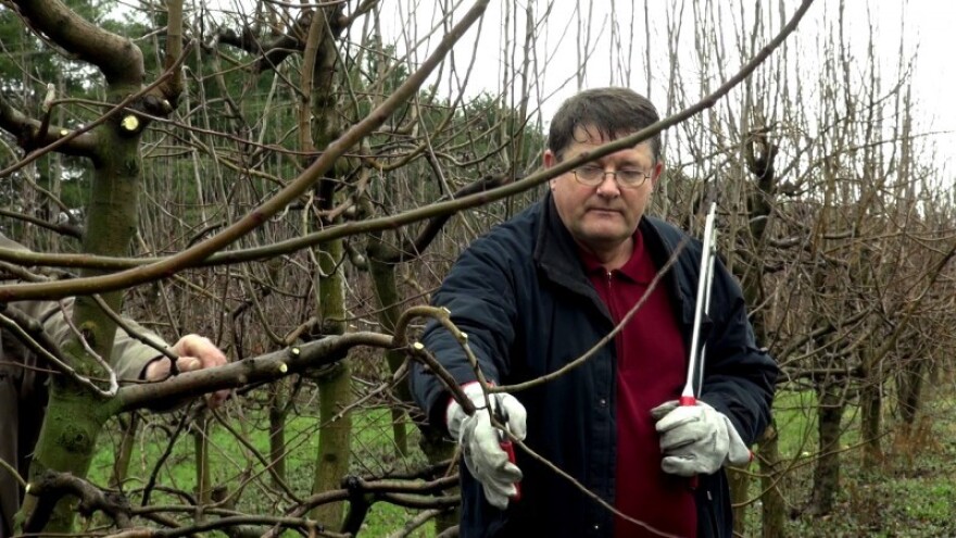 Kom je rezidba bauk - ne može biti voćar