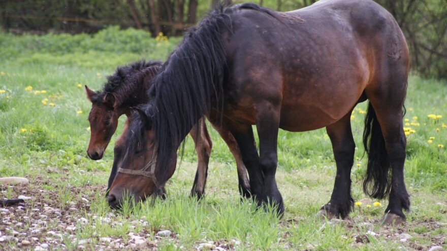 Zakon o poljoprivrednom zemljištu direktno će zakinuti tradicionalne pašnjačke površine?