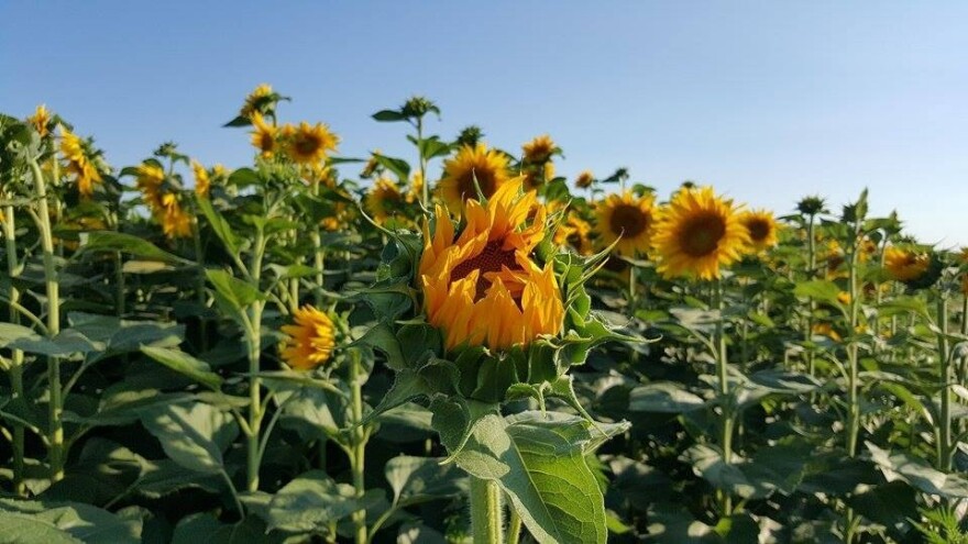 Vrijeme će pogodovati radovima na otvorenom