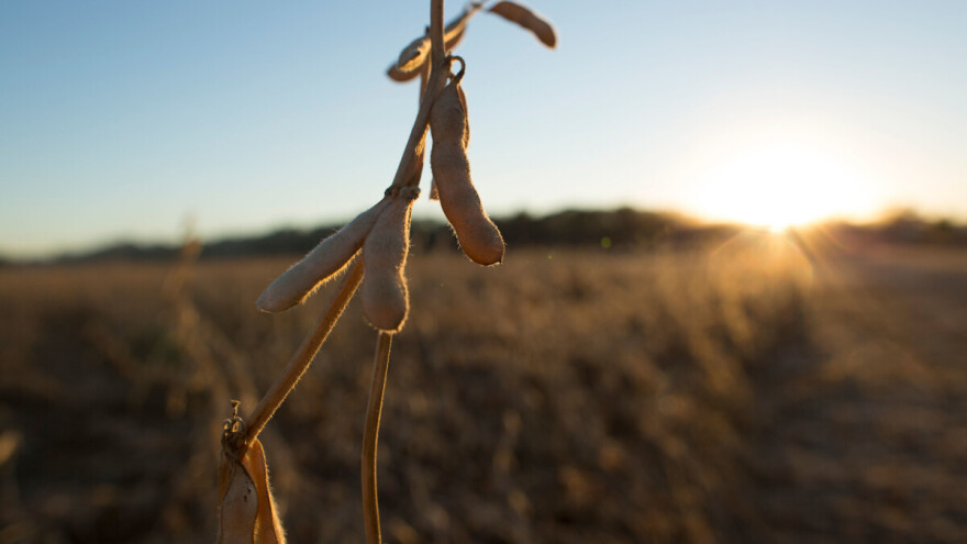Otkriveno GMO polje soje u Semberiji - poljoprivrednik kažnjen sa 300 KM