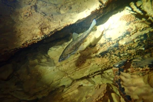 Ugrožen opstanak endema krškog podzemlja - popovske gaovice