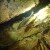 Ugrožen opstanak endema krškog podzemlja - popovske gaovice