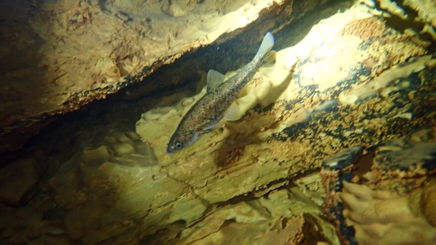 Ugrožen opstanak endema krškog podzemlja - popovske gaovice