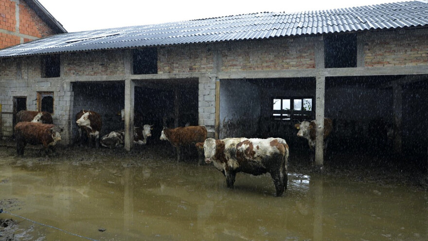 Životinje na Baniji umiru od hladnoće i gladi, a nadležnih nema?