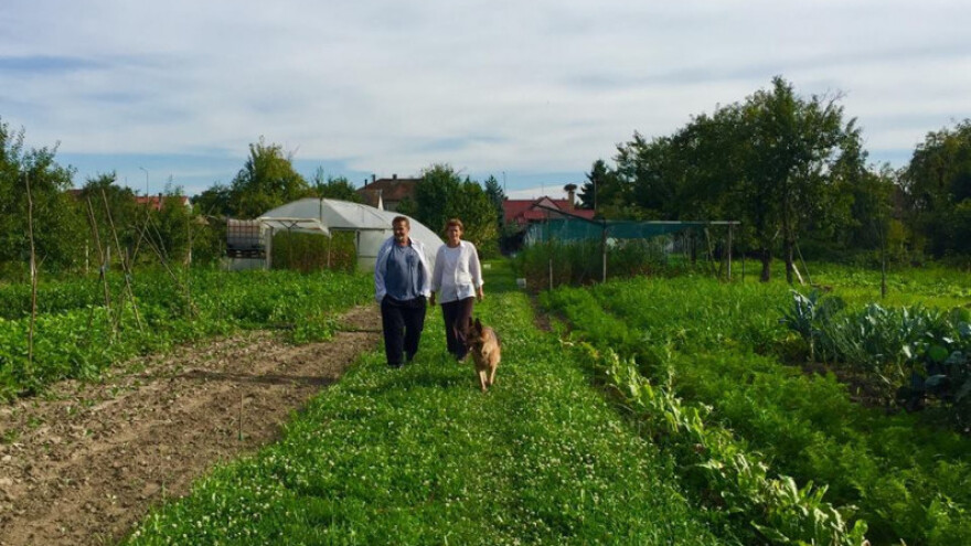 Izvoze eko jabuke preko proizvođačke grupe