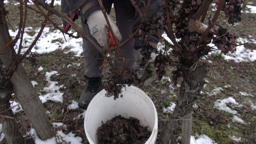 Minusi na kutjevačkom području omogućili ledenu berbu traminca