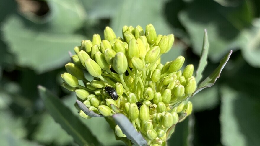 Uljana repica u izuzetno osjetljivim fazama, redovno pregledajte usjeve