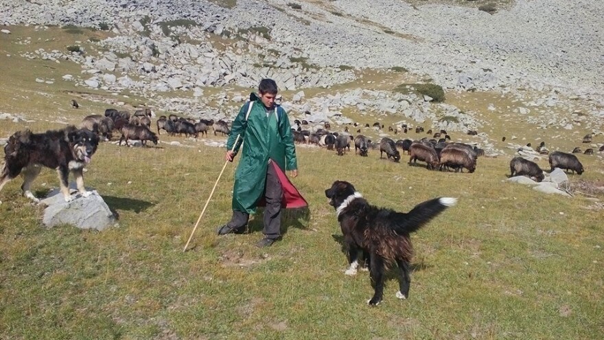 Skandal potresa bugarske stočare: Lokalna vlast protjeruje ovce i koze