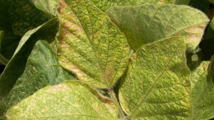 Pojavile su se grinje u soji, s čime suzbiti?