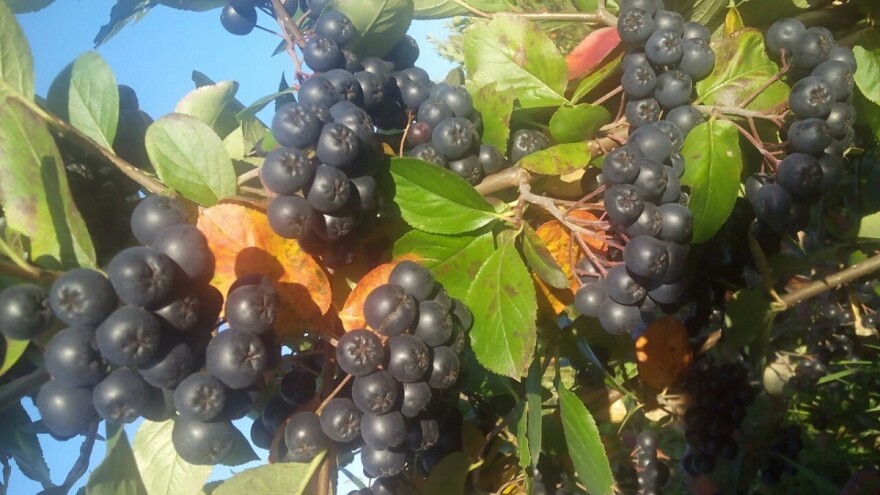 Kilogram samostalno ubrane aronije košta dvije KM jer nema berača