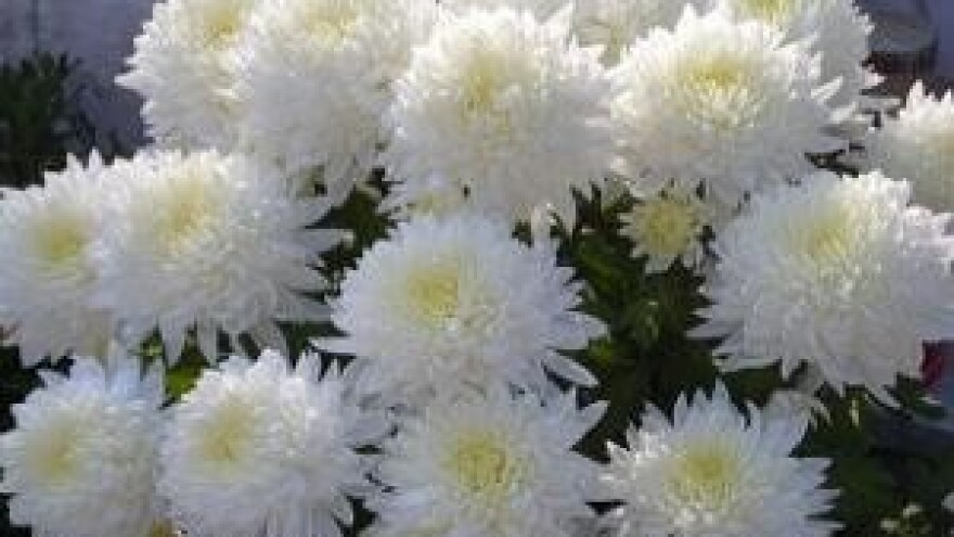 Mjere u zaštiti krizantema