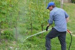Alternativa glifosatu: Protiv korova biljnom penom, strujom i elektromagnetskim talasima