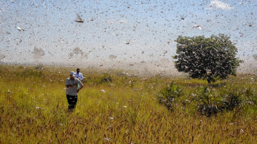 Planiraju proizvoditi gnojivo od skakavaca - stanovnici zarađuju skupljajući ih