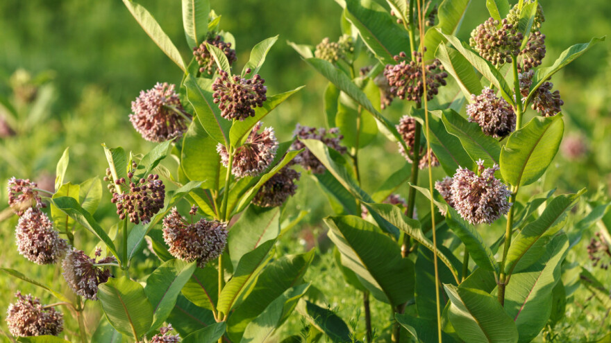 Svilenica je nekada krasila svako dvorište - zašto ju ne treba saditi?