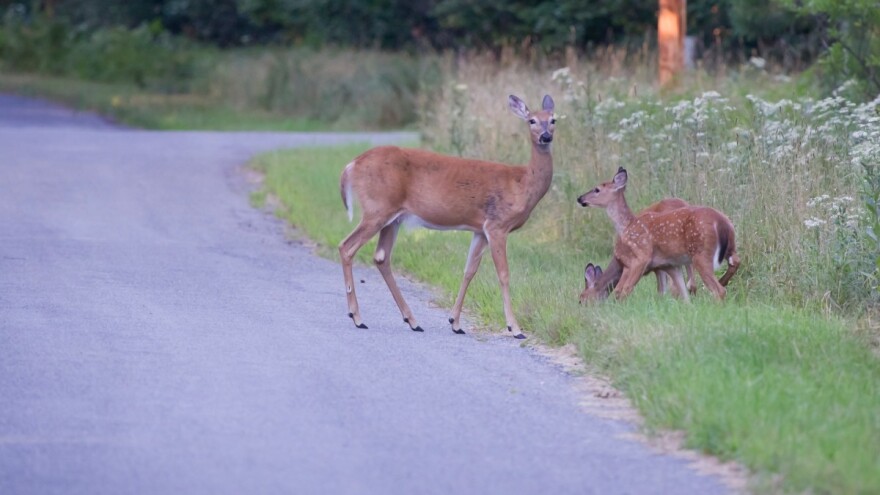 Nastavlja se financiranje jedinstvene police osiguranja za štetu nastalu od divljači