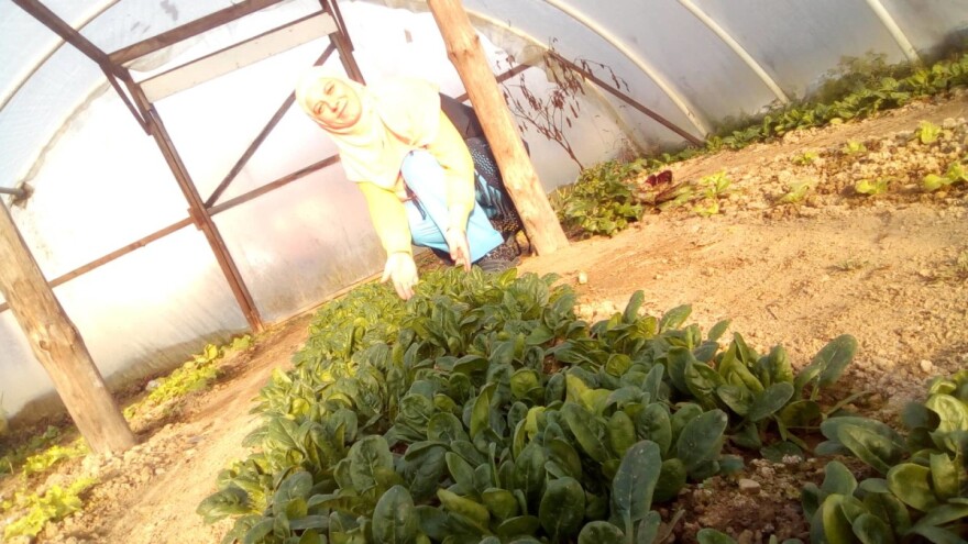 Sjetva rasada: Dobro sjeme, na vrijeme posijano ključni je faktor