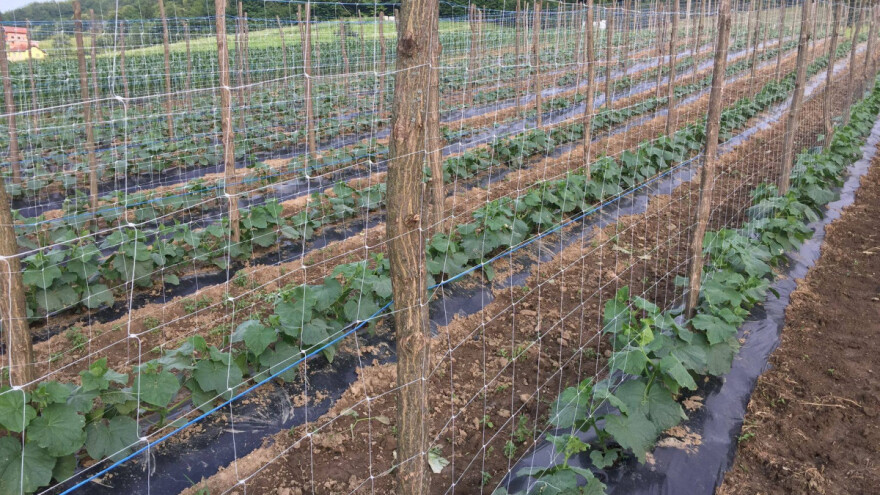 Proizvodnja kornišona - profitabilan biznis za BiH poljoprivrednike?