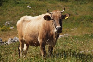 Mujaga Selman jedan je od rijetkih koji uzgaja bušu - izdržljivo planinsko govedo
