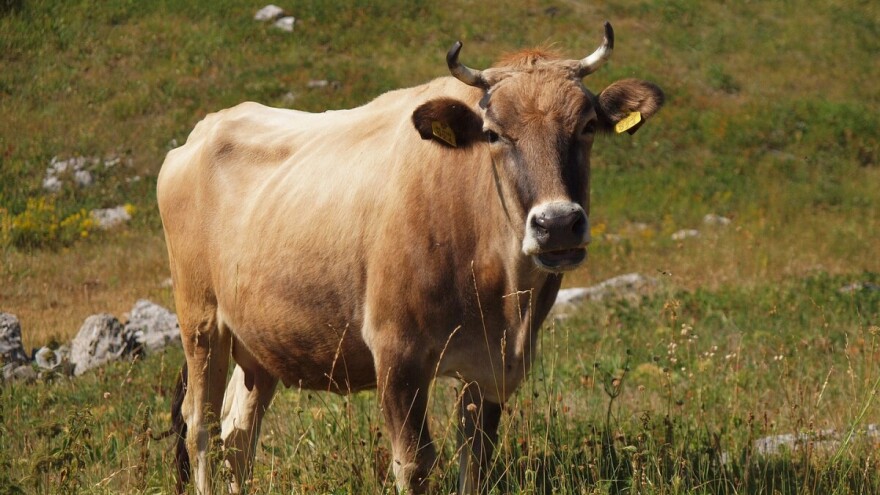 Mujaga Selman jedan je od rijetkih koji uzgaja bušu - izdržljivo planinsko govedo