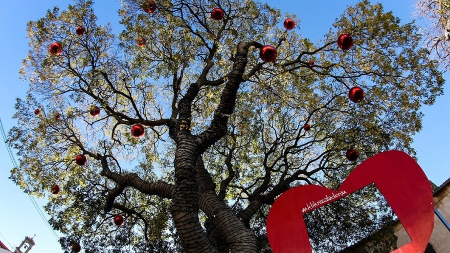 Najstarija Medulinka ovogodišnja hrvatska kandidatkinja za Europsko stablo godine