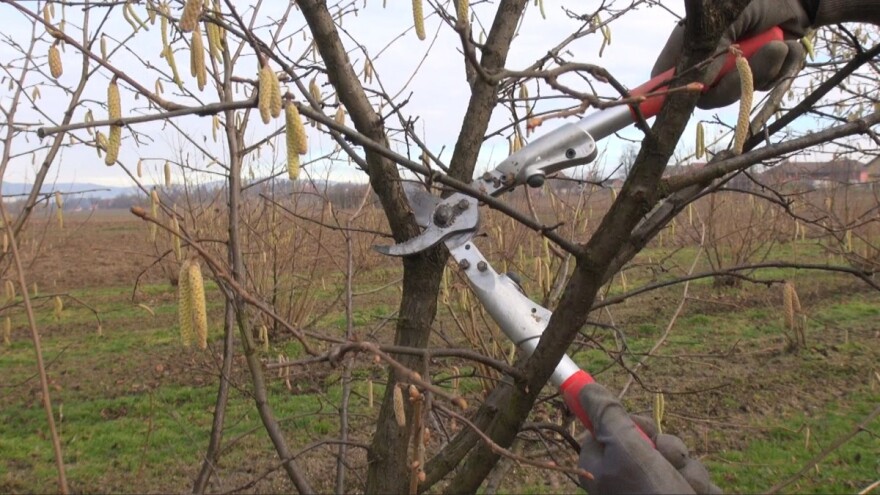 Rezidba lijeske obavlja se ručno, a gornje grane najbolje je formirati u riblju kost